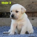 Chiot Labrador Lof