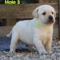 Chiot Labrador Lof