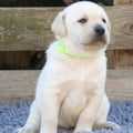Chiot Labrador Lof