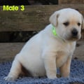 Chiot Labrador Lof