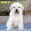 Chiot Labrador Lof