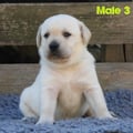Chiot Labrador Lof