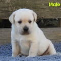 Chiot Labrador Lof
