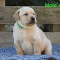 Chiot Labrador Lof
