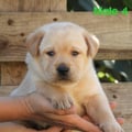 Chiot Labrador Lof