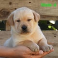 Chiot Labrador Lof