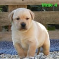 Chiot Labrador Lof