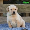 Chiot Labrador Lof