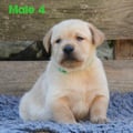 Chiot Labrador Lof
