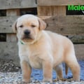 Chiot Labrador Lof