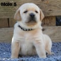Chiot Labrador Lof