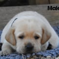 Chiot Labrador Lof