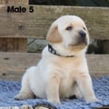 Chiot Labrador Lof