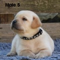Chiot Labrador Lof