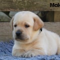 Chiot Labrador Lof