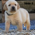 Chiot Labrador Lof