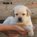Chiot Labrador Lof