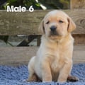 Chiot Labrador Lof