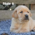 Chiot Labrador Lof