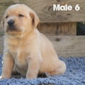 Chiot Labrador Lof