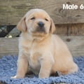 Chiot Labrador Lof