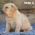 Chiot Labrador Lof