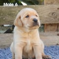 Chiot Labrador Lof