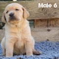 Chiot Labrador Lof
