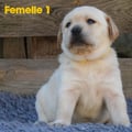 Chiot Labrador Lof