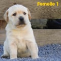 Chiot Labrador Lof