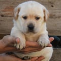 Chiot Labrador Lof