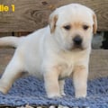 Chiot Labrador Lof
