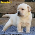Chiot Labrador Lof