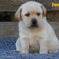 Chiot Labrador Lof