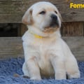 Chiot Labrador Lof