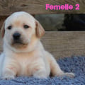 Chiot Labrador Lof