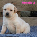 Chiot Labrador Lof