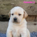 Chiot Labrador Lof