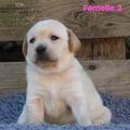 Chiot Labrador Lof