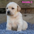 Chiot Labrador Lof