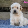 Chiot Labrador Lof