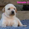 Chiot Labrador Lof