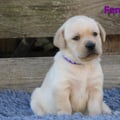 Chiot Labrador Lof