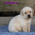 Chiot Labrador Lof