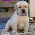 Chiot Labrador Lof