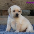 Chiot Labrador Lof