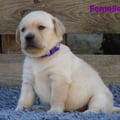 Chiot Labrador Lof