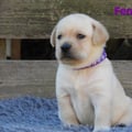 Chiot Labrador Lof