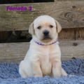 Chiot Labrador Lof