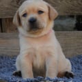 Chiot Labrador Lof